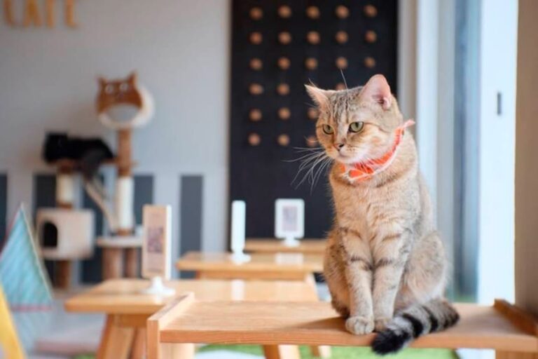 batalla-cafes-cafeterias-felinas