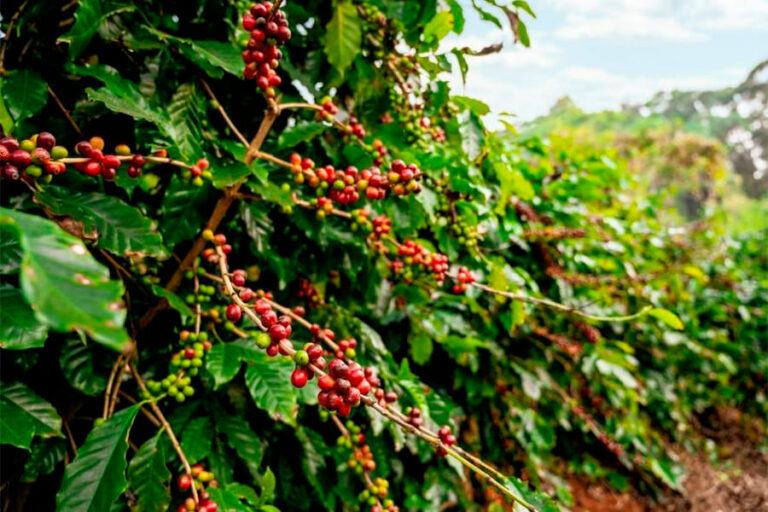 batalla-cafes-region-donde-se-cultiva-el-cafe
