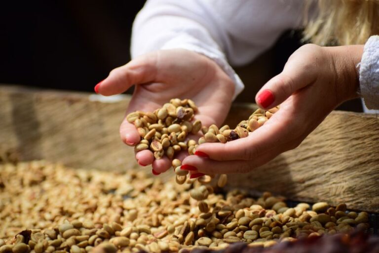 batalla-cafes-tipos-de-grano-de-cafe